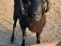 公羊, Sheep — 照片 1