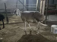 نعجة, Afghan Arabi sheep — الصورة 2