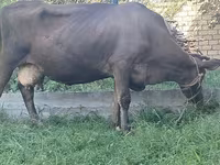 Tehén, Swiss cattle — 2. fotó