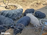 公猪, Вьетнамская вислобрюхая — 照片 5