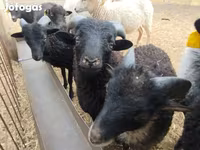 Kos, Ouessant sheep — 1. fotó