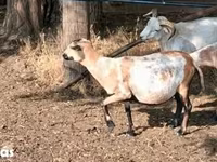Oveja, Cameroon sheep — foto 1