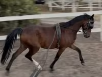 At, Hackney horse — foto 2