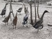 इंडियन रनर — फ़ोटो 1