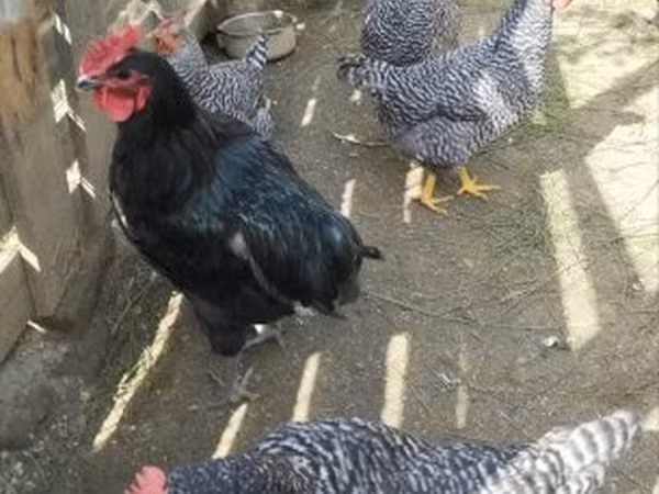 أستراليان بيت غيم فاول