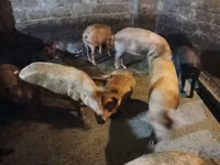 公猪, Pigs — 照片 8