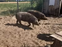 Pigs (batch, sex not specified), Дюрок — photo 6
