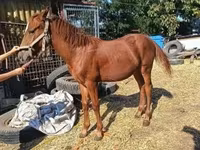 Horse (M), Kisber felver — photo 3