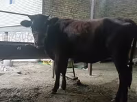 Cow, Kalmyk breed — photo 4