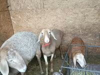 भेड़, Arashan sheep — फ़ोटो 2