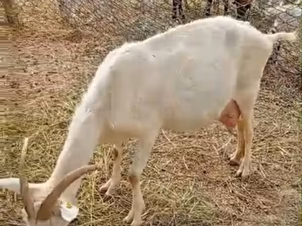 Cabra, Saanen goat