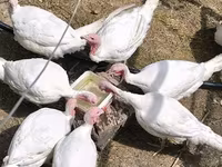 Turkeys — foto 5