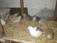 Quails — 照片 3