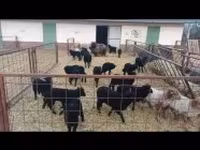 Schaf, Racka sheep — Foto 3