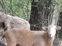 Kos, Katum sheep — 1. fotó