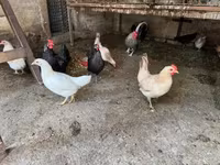 Poule danoise — photo 3