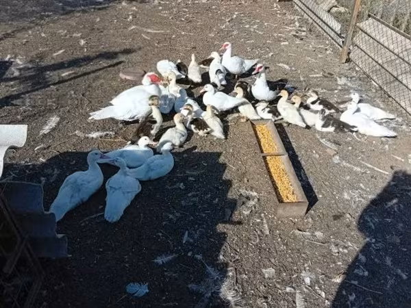 Ducks — Hungría