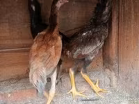 Chickens — photo 3