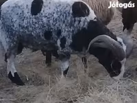 Ram, Jacob's sheep — photo 1