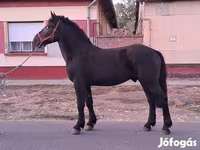 Hing, Friesian — 5. fotó