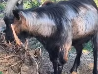 公山羊, Goats — 照片 1