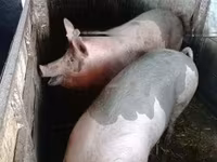 母猪, Pigs — 照片 3