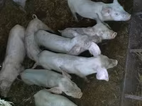 公猪, Pigs — 照片 3