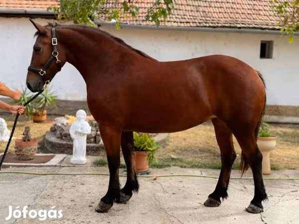 Lovak (tétel, nem megadva), Lovak — Magyarország