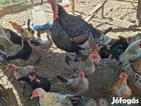 Turkeys — الصورة 1