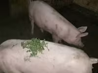 Süldőanya, Sertések — 1. fotó