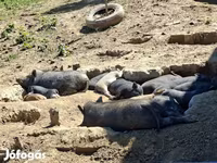 Boar, Вьетнамская вислобрюхая — photo 3