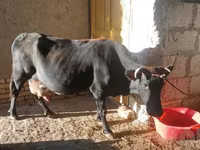 गाय, एबरडीन - एंगस — फ़ोटो 5