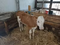公牛, Simmental cattle — 照片 2