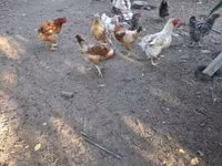 Chickens — photo 5