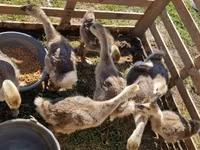 Geese — photo 4