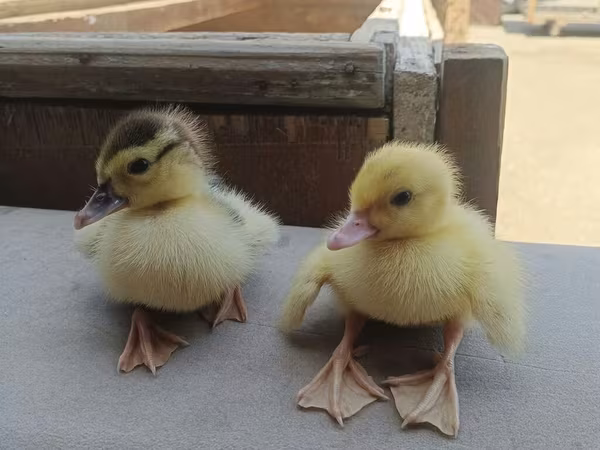 Ducks