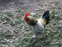 Chickens — photo 5