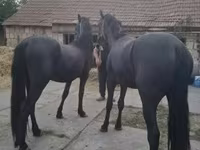 公马, Friesian — 照片 3