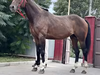 حصان, Thoroughbred horse — الصورة 4