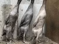indiai futó — 1. fotó