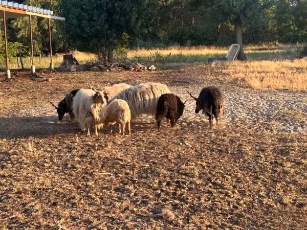 Қошқар, Racka sheep — Венгрия