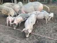मादा सूअर, सूअर — फ़ोटो 2
