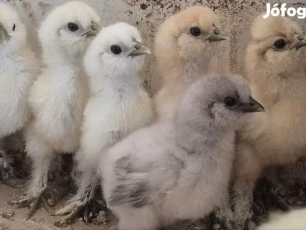 Silkie