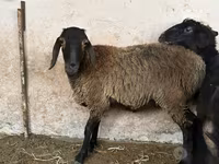 Juh, Blackheaded Persian sheep — 1. fotó