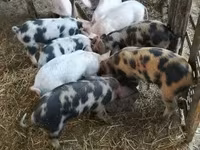 Boar, Pigs — photo 2