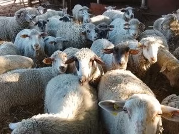 Brebis, Moutons — Hongrie