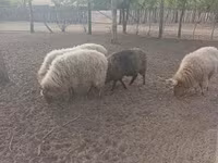 Kos, Racka sheep — 1. fotó