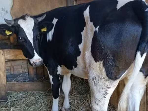 गाय, Russian Black pied cattle