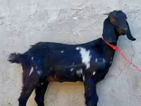 Koza, Beetal goats — foto 1