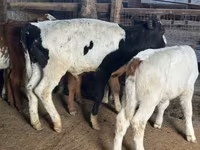 Býk, Russian Black pied cattle — foto 2